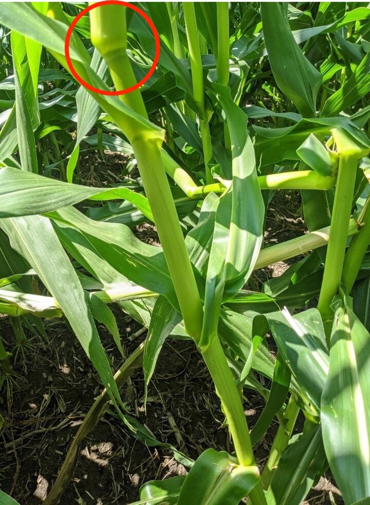 Plants reorienting themselves at each node at various angles and bends