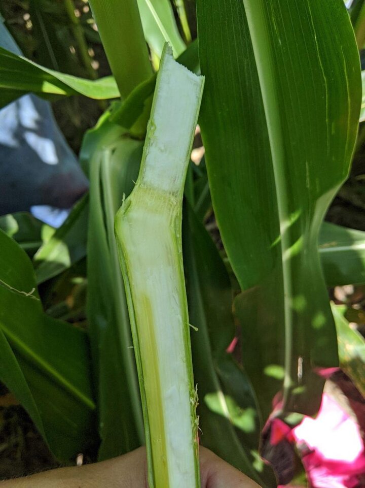 Splitting open of thickened node