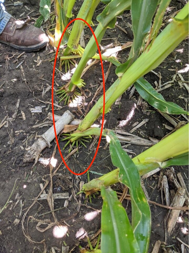 Leaned plants trying to upright themselves