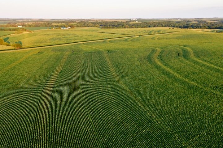 corn planted on hills