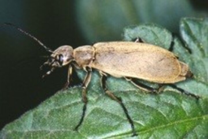 Ash-gray Blister beetle