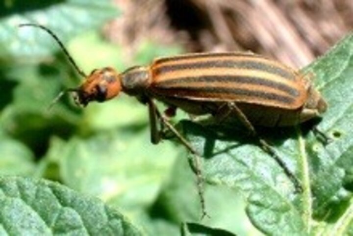 Three-stripped Blister beetle