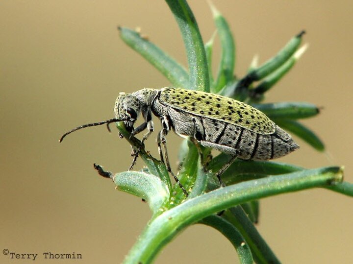 Spotted Blister beetle