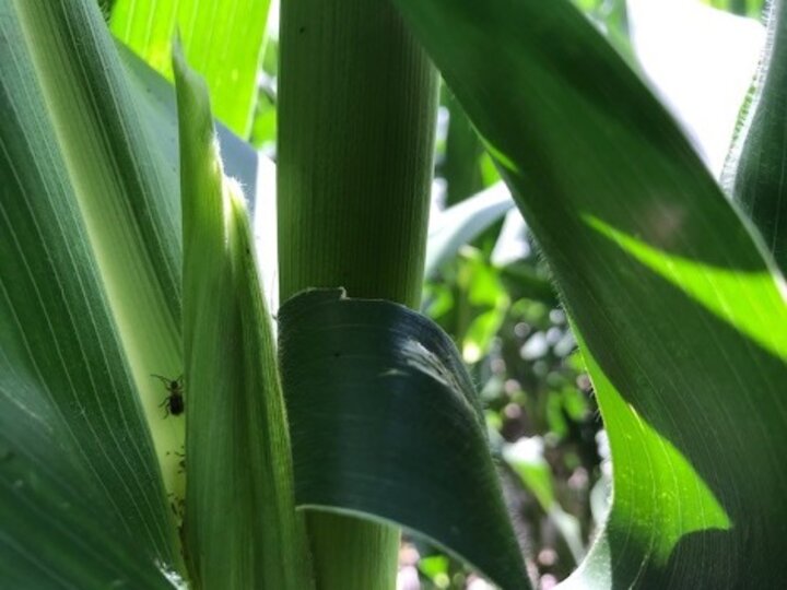 western corn footwork beetles