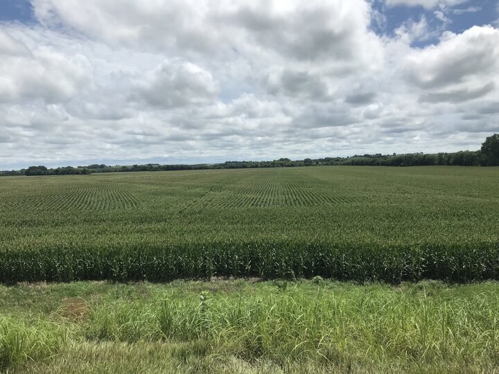 corn field