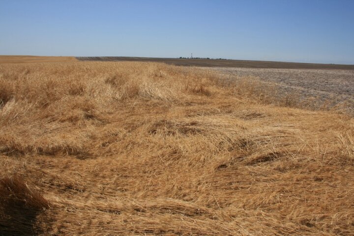 Wheat lodging