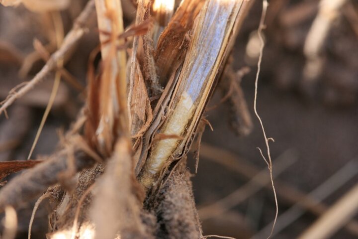 pupal chamber and larvae