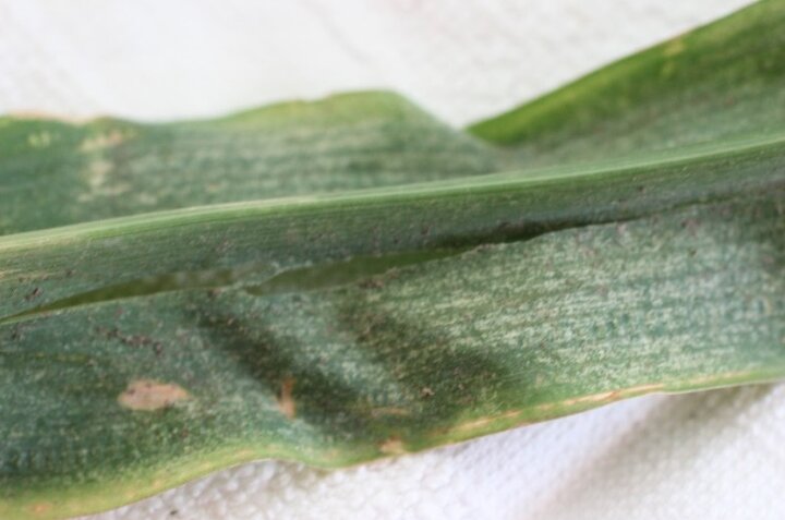 spider mite damage to field corn