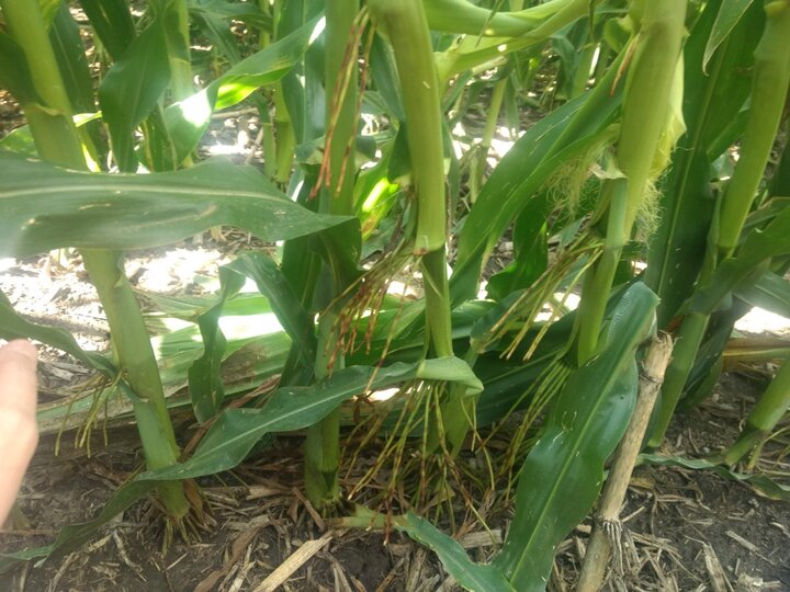 brace roots in corn