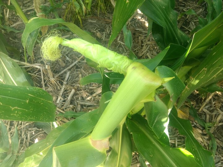 ear growing to the side after the plant experienced green snap