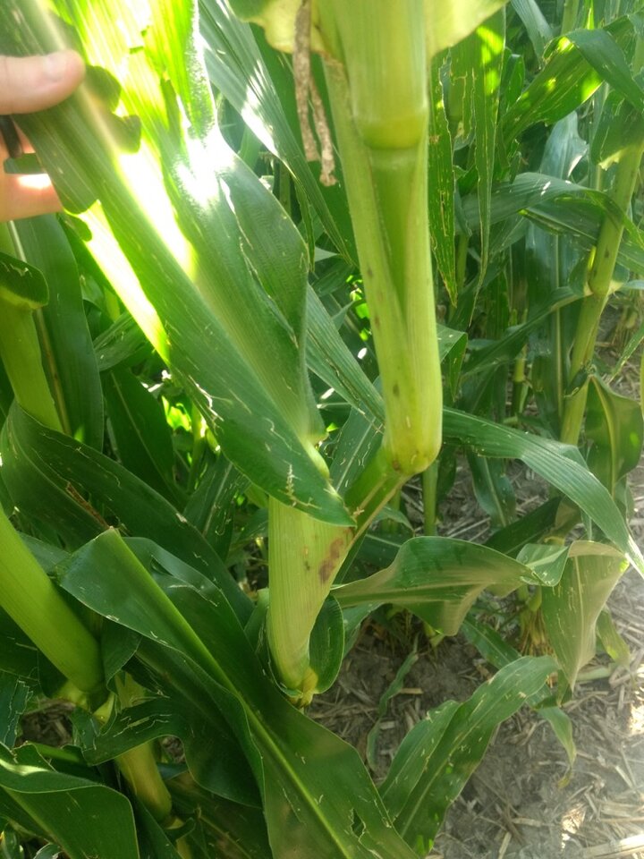 corn plant reorienting itself upright after wind damage