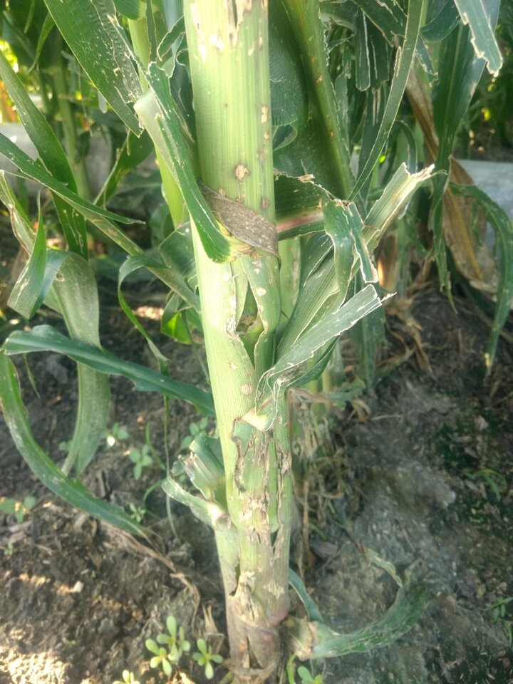 hail damage in corn