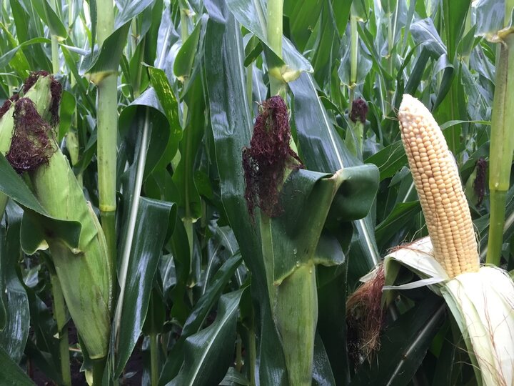 corn at R3 stage