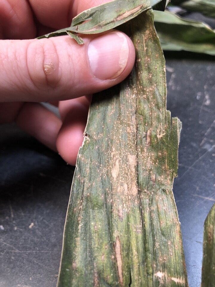 Southern Rust on top of Gray Leaf Spot Lesions on a sample from Lancaster County