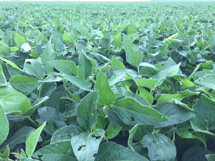 soybean with light defoliation from Japanese beetles