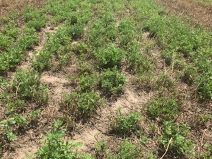 thinning alfalfa stands