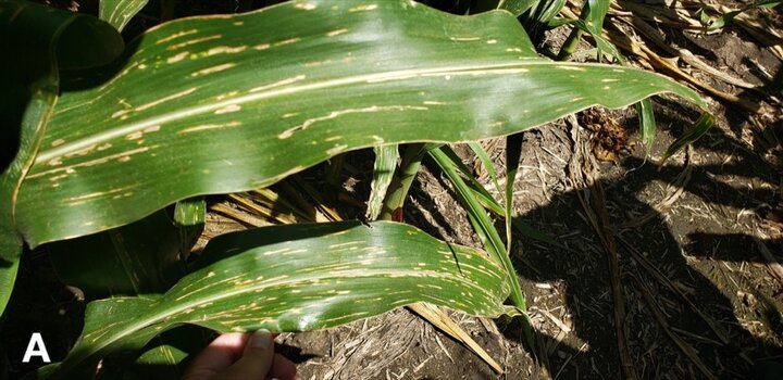 bacterial leaf streak in corn on lower leaves