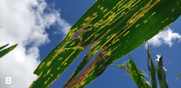 bacterial leaf streak lesions appear bright yellow when backlit