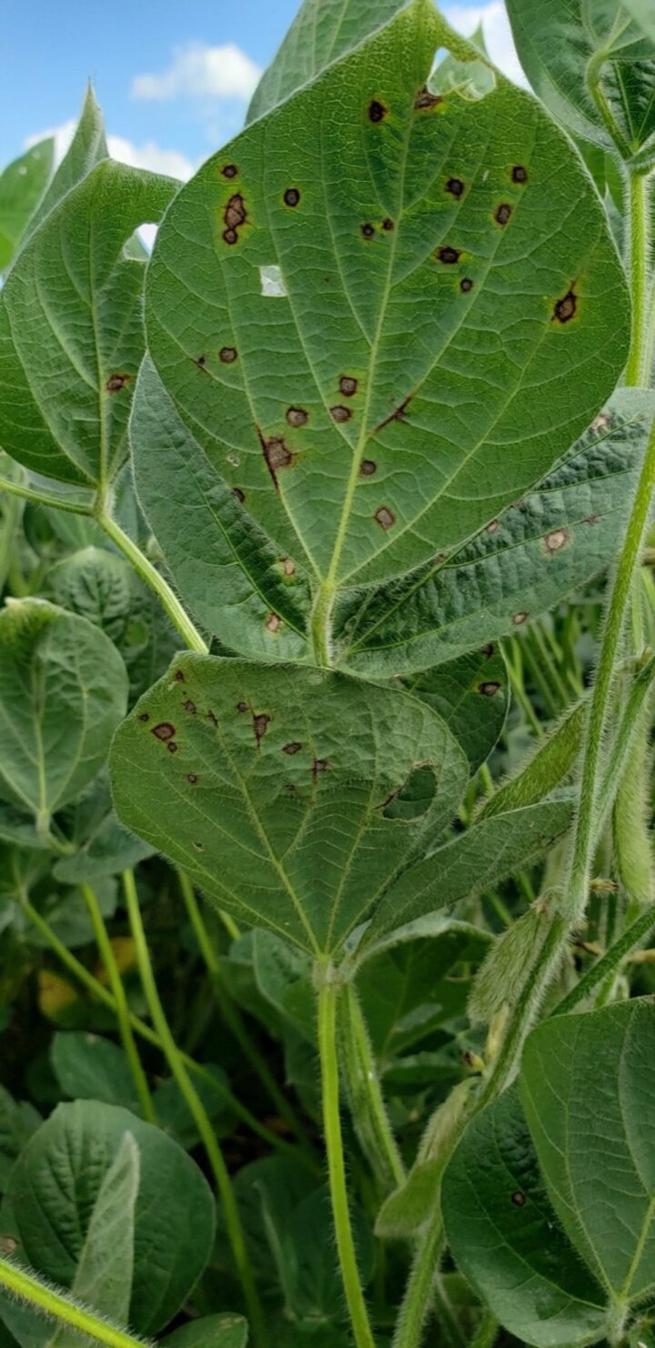 frogeye leaf spot on soybean