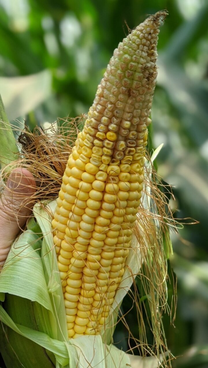 Tip back in corn.