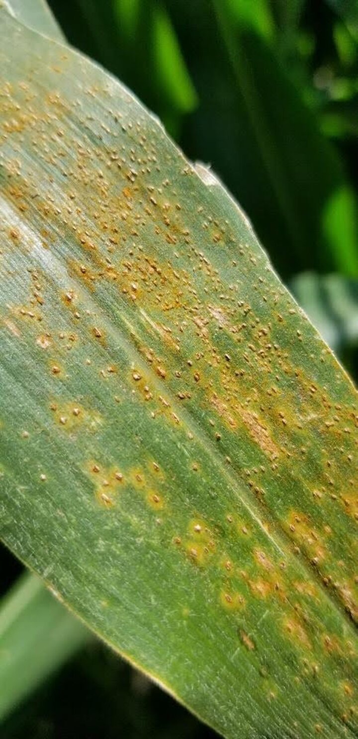 southern rust