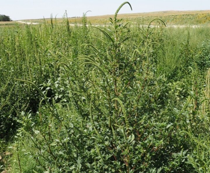 palmer amaranth