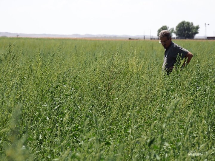 tall weeds in bean field