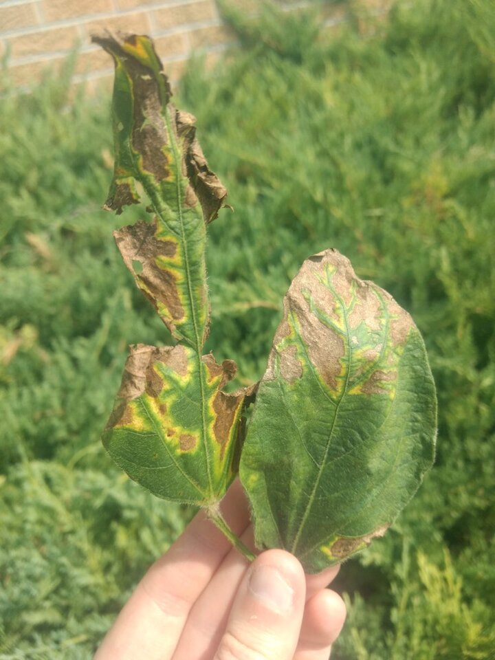 sudden death syndrome in soybean.