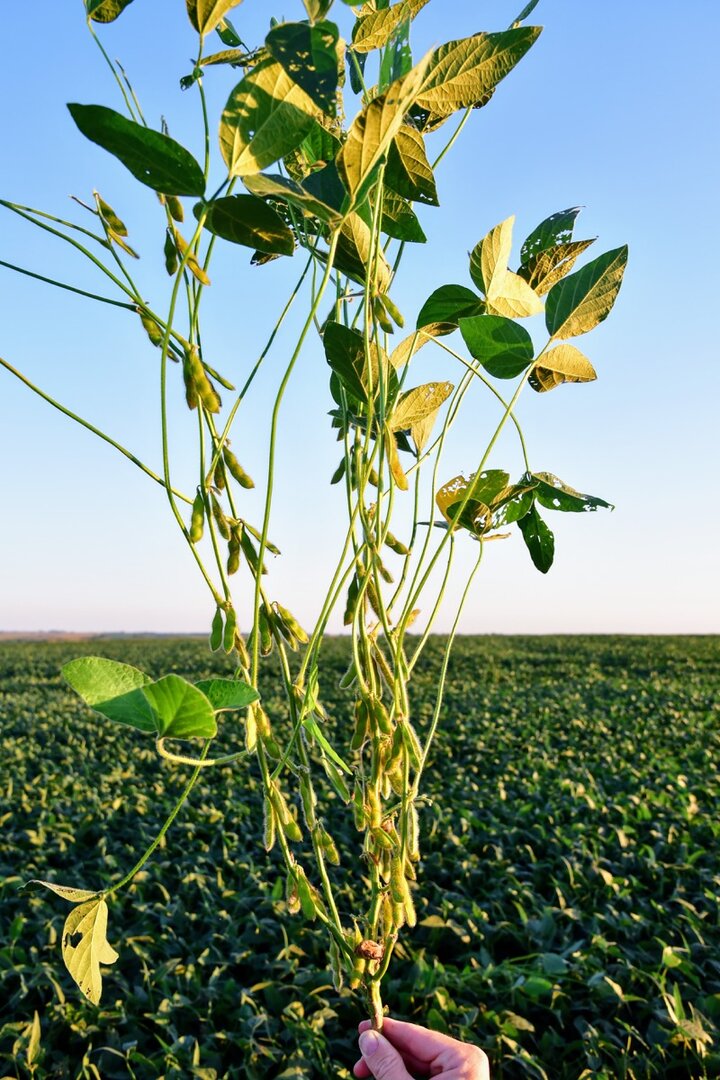 soybean plant