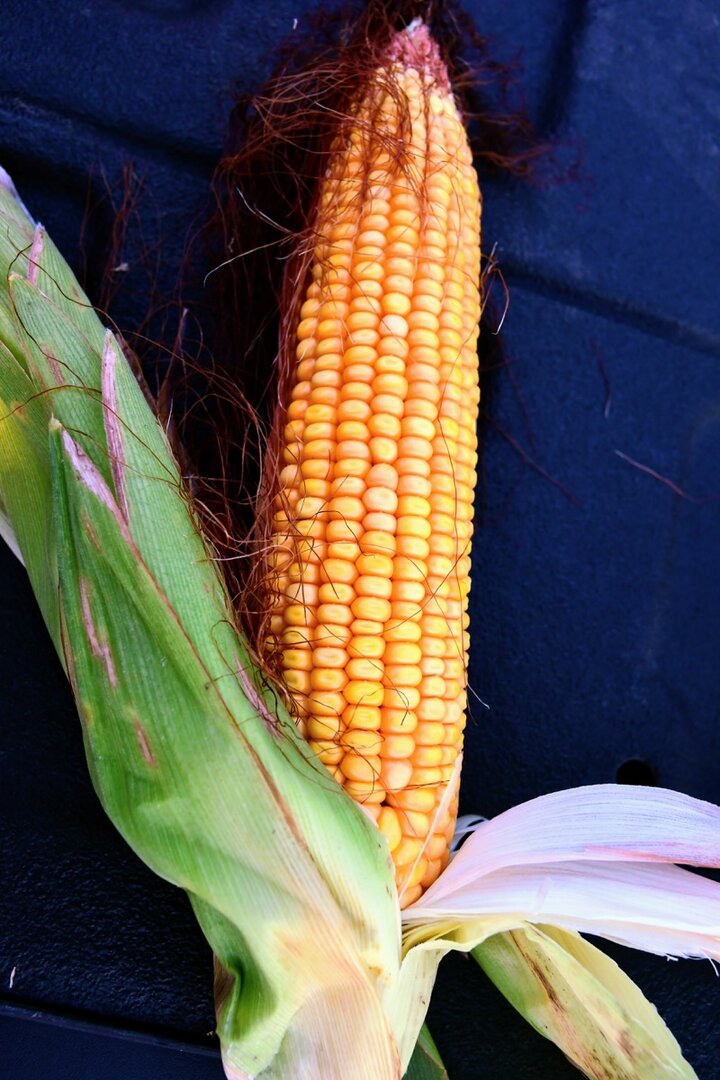 ear of corn