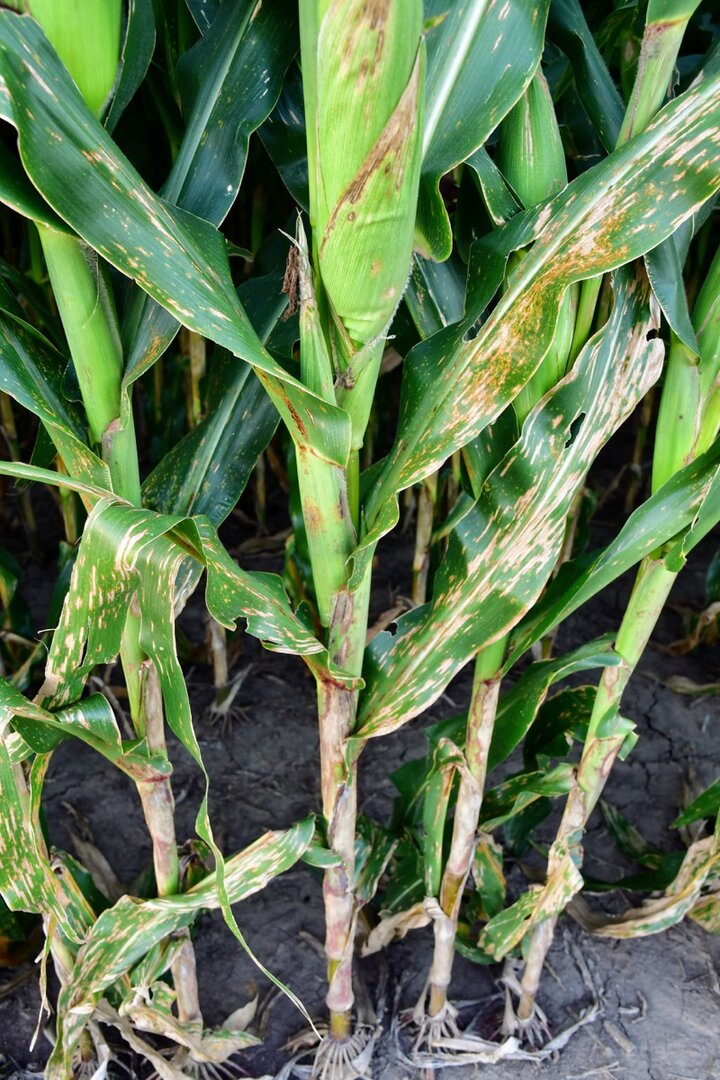 diseased corn stalk