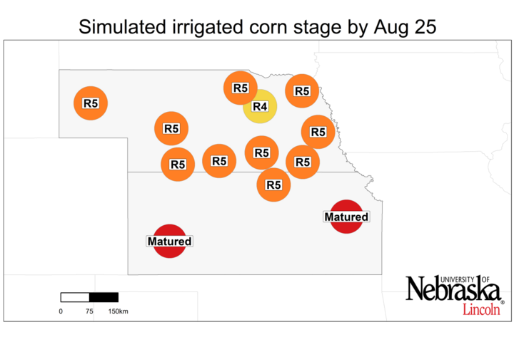 simulated irrigated corn stage by August 25