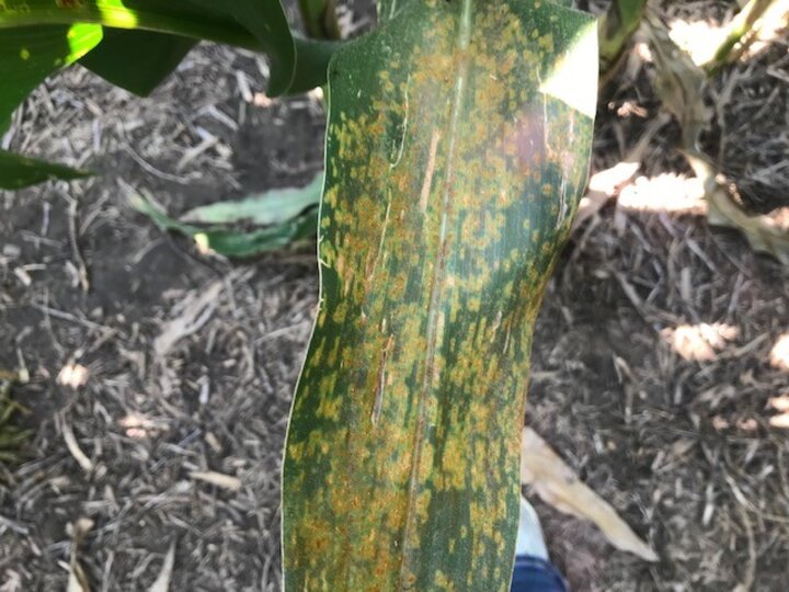 southern rust on corn
