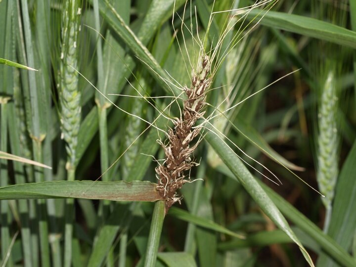 Bunted wheat grain containing spore masses of the stinking smut fungi