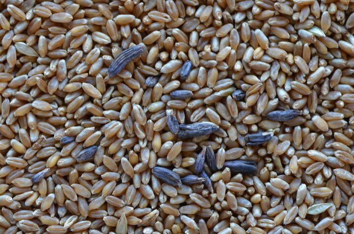 Wheat grain contaminated with ergots