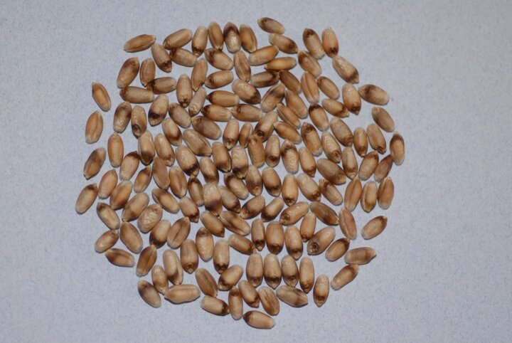 Fusarium-infected wheat grain from a field affected by Fusarium head blight