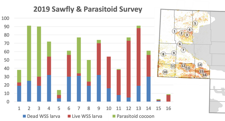 Graph of Wheat stem sawfly larvae and parasitoid cocoons collected