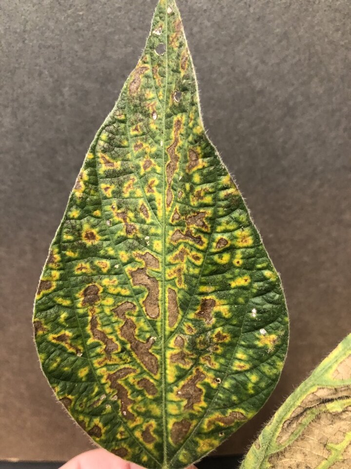 Interveinal chlorosis