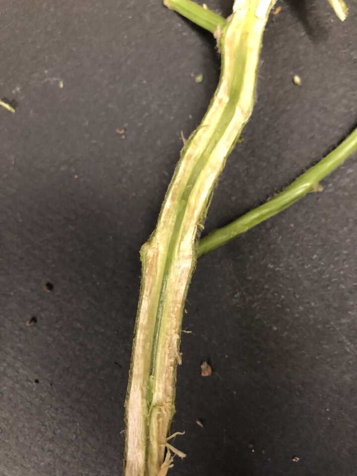 Split stem of soybean