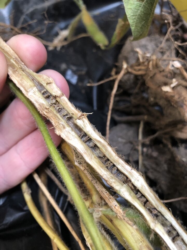 Split stem of soybean