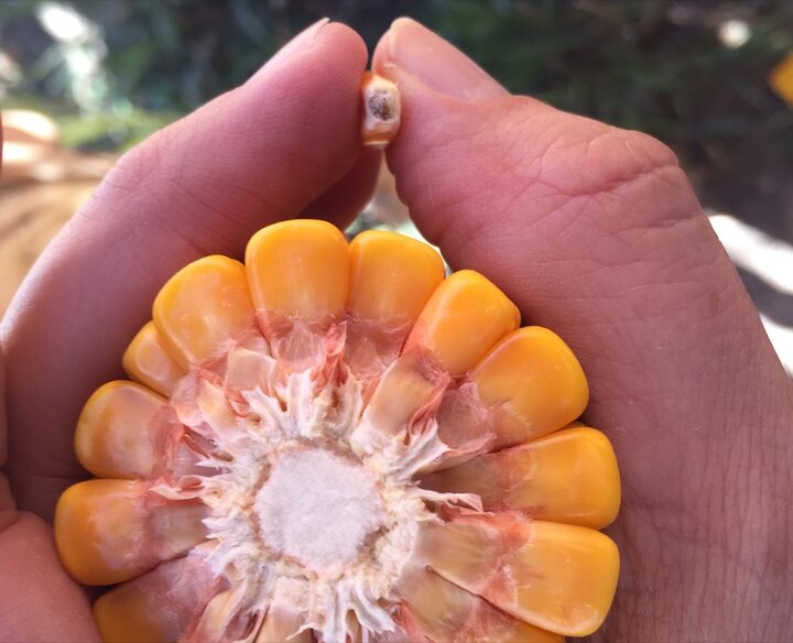corn cross section showing black layer