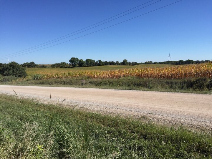 varying maturity in Saline county corn field