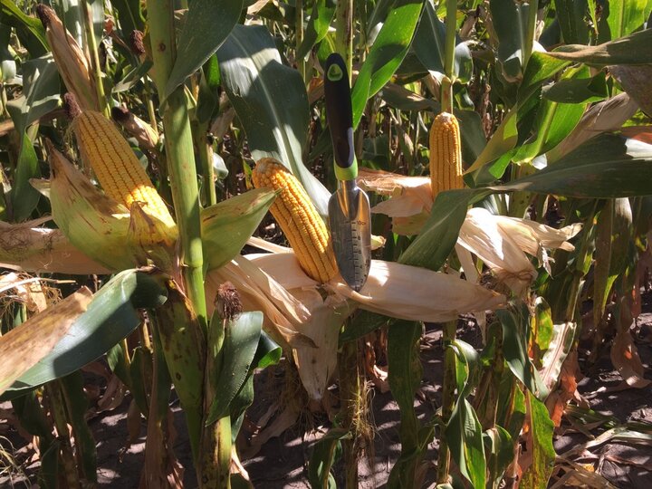 rainfed corn