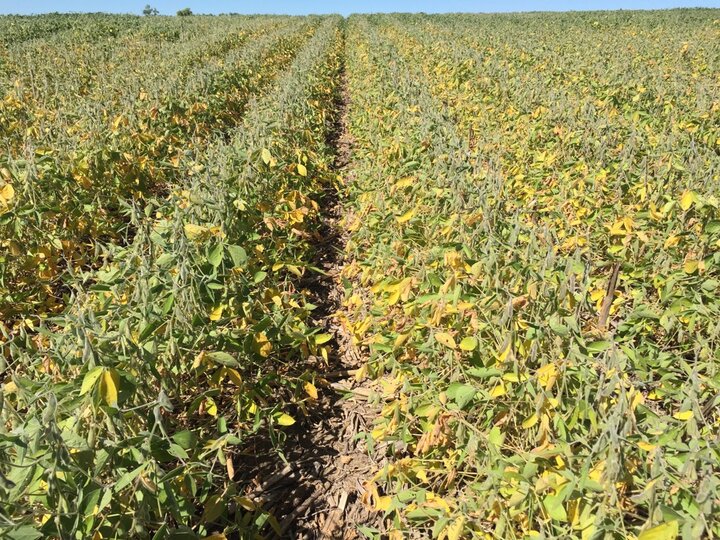 drought stressed soybeans