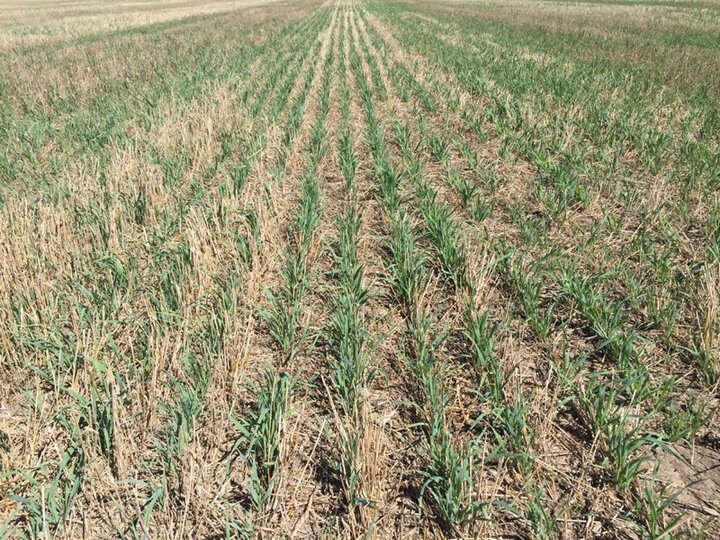 oat forage crop