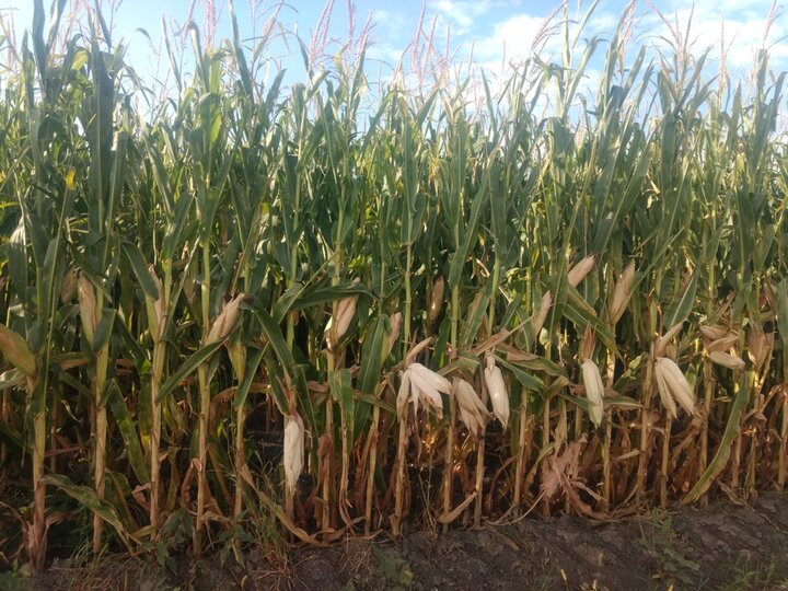 corn nearing maturity