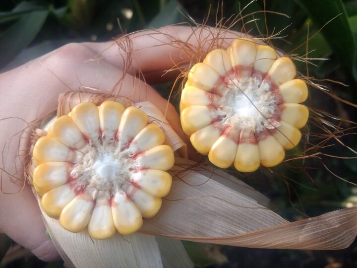 corn ear broken in half