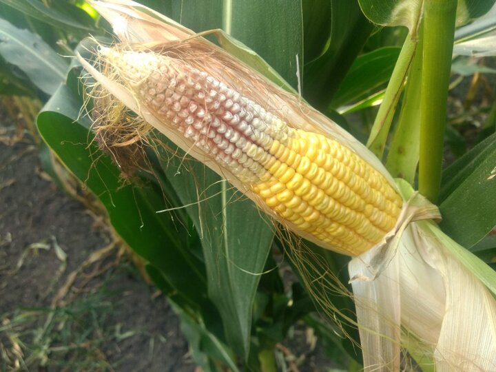 corn ear showing tip back