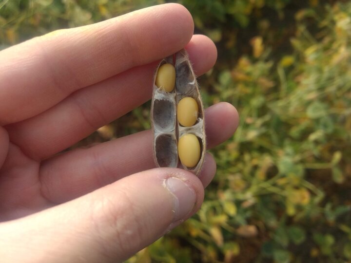 soybean in pod nearing maturity