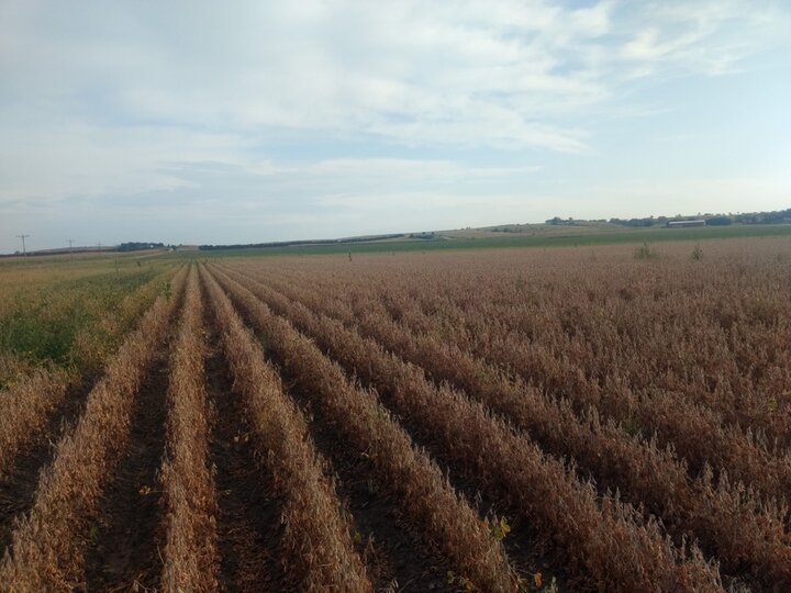 soybean field drying down prior to harvest